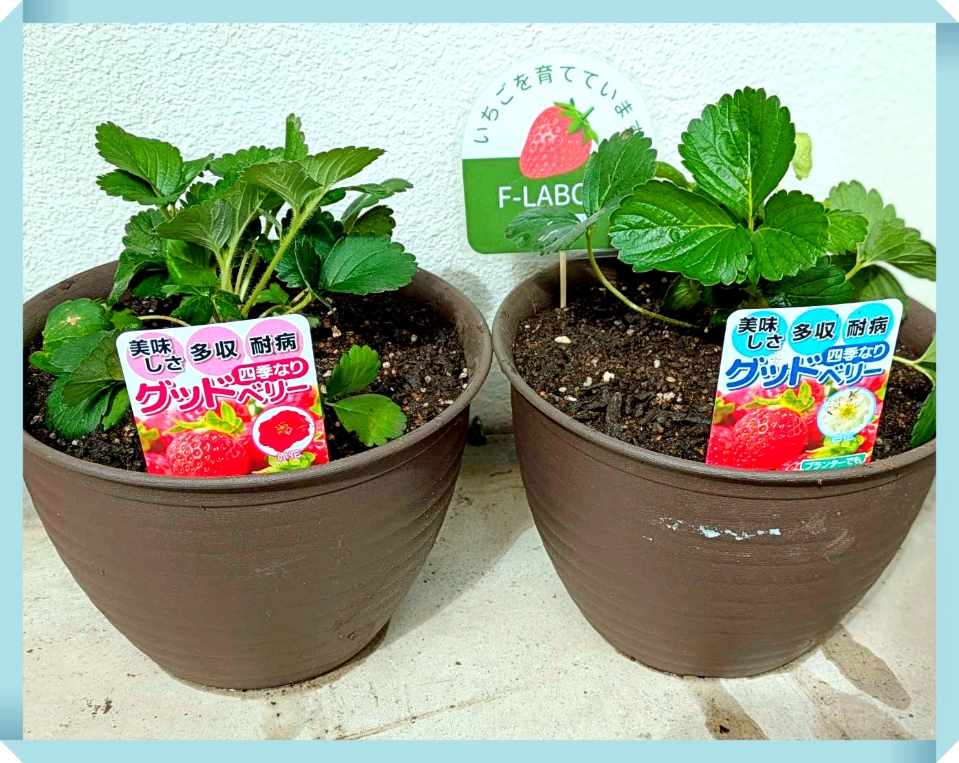 F-LABOで育てているいちご